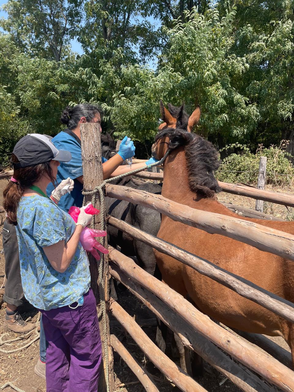 Municipalidad de Laja coordina operativo veterinario que ya supera la treintena de animales atendidos por incendios